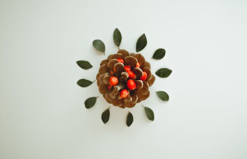 Brown Pinecone