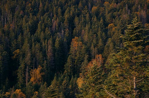 Ilmainen kuvapankkikuva tunnisteilla ilmakuva, luonto, metsä