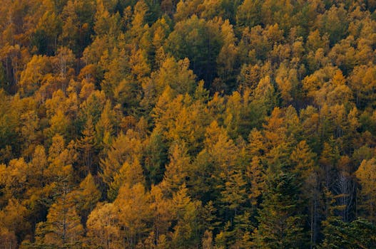 Stunning aerial shot of a colorful autumn forest with yellow and green foliage.
