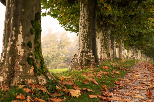 Photos gratuites de arbres, automne, brouillard