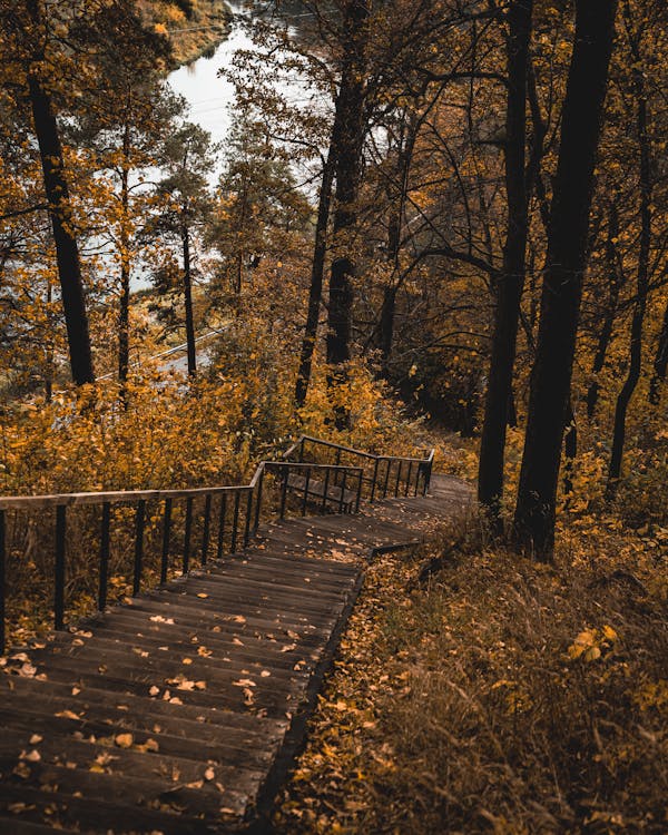 Stairs to autumn