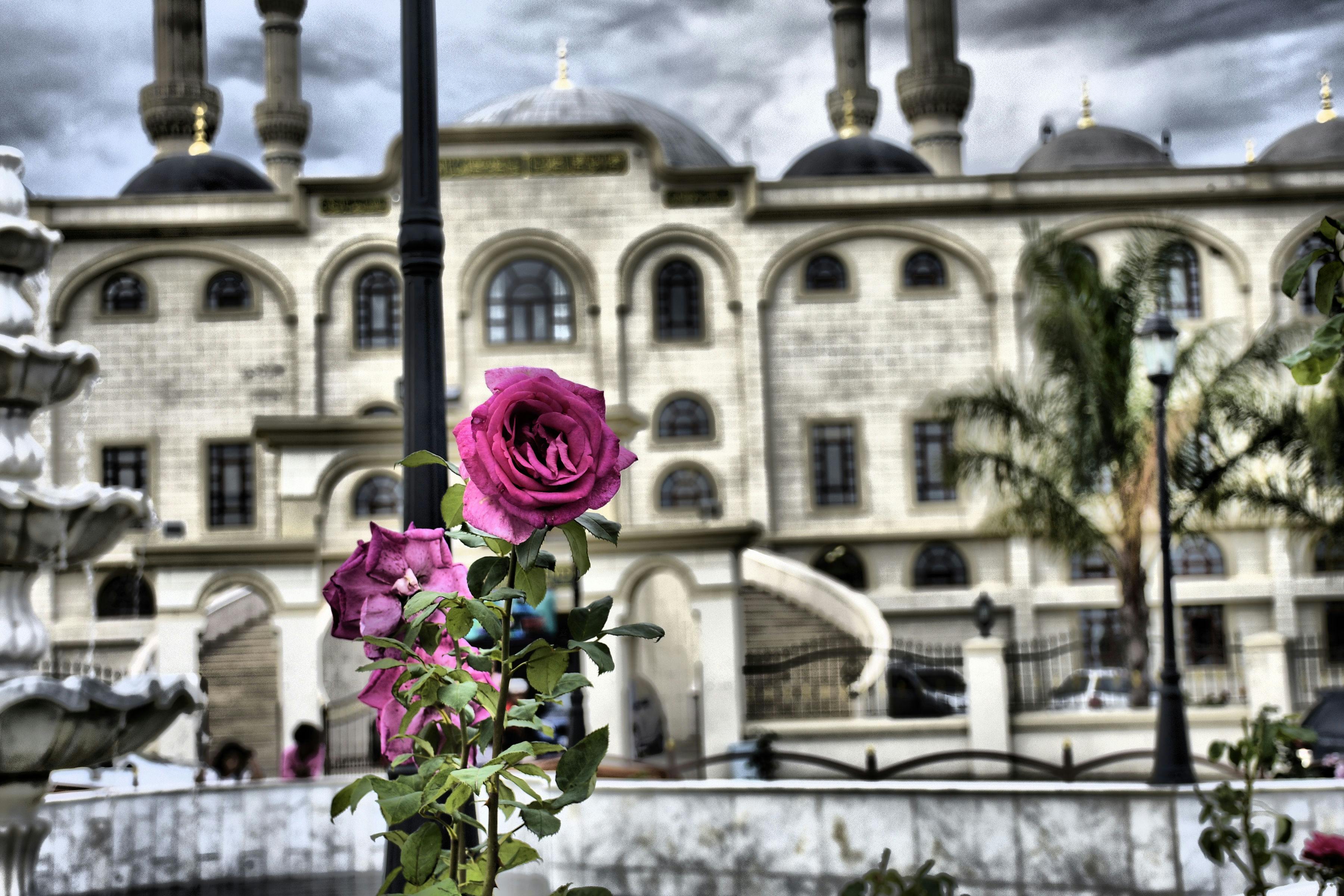 Free stock photo of #architecture #rose #pink #colour #pinkrose