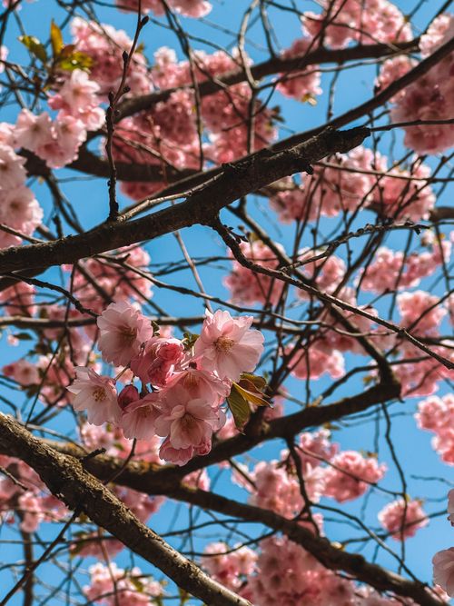 Free Beautiful cherry blossoms in Tallinn, Estonia captured on a sunny spring day. Stock Photo