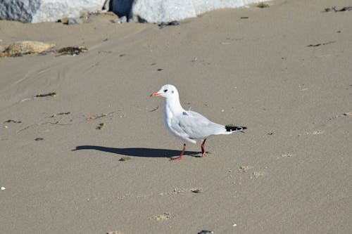 A Gull on the Sand 