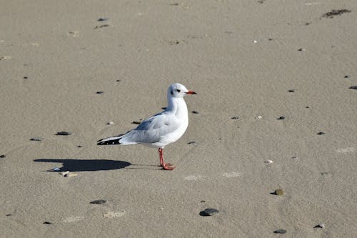 Free Black-headed Gull on Shore Stock Photo