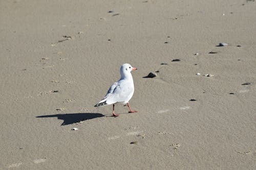 Free White Bird Walking on Sand Stock Photo