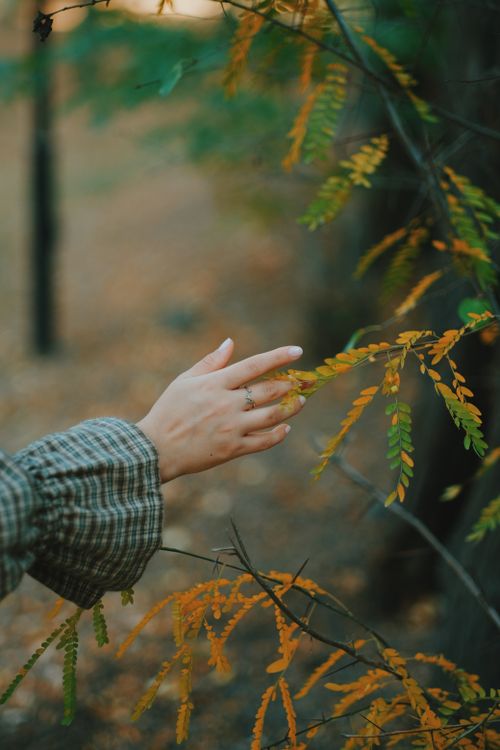 Free Close-up of a hand gently touching autumn leaves in a serene forest setting. Stock Photo