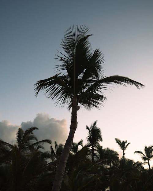 Photos gratuites de cocotiers, contre-plongée, feuilles de coco