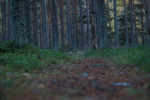 Serene forest path surrounded by tall pine trees and lush greenery.