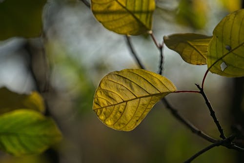A Green Leaf on a Trees Twig