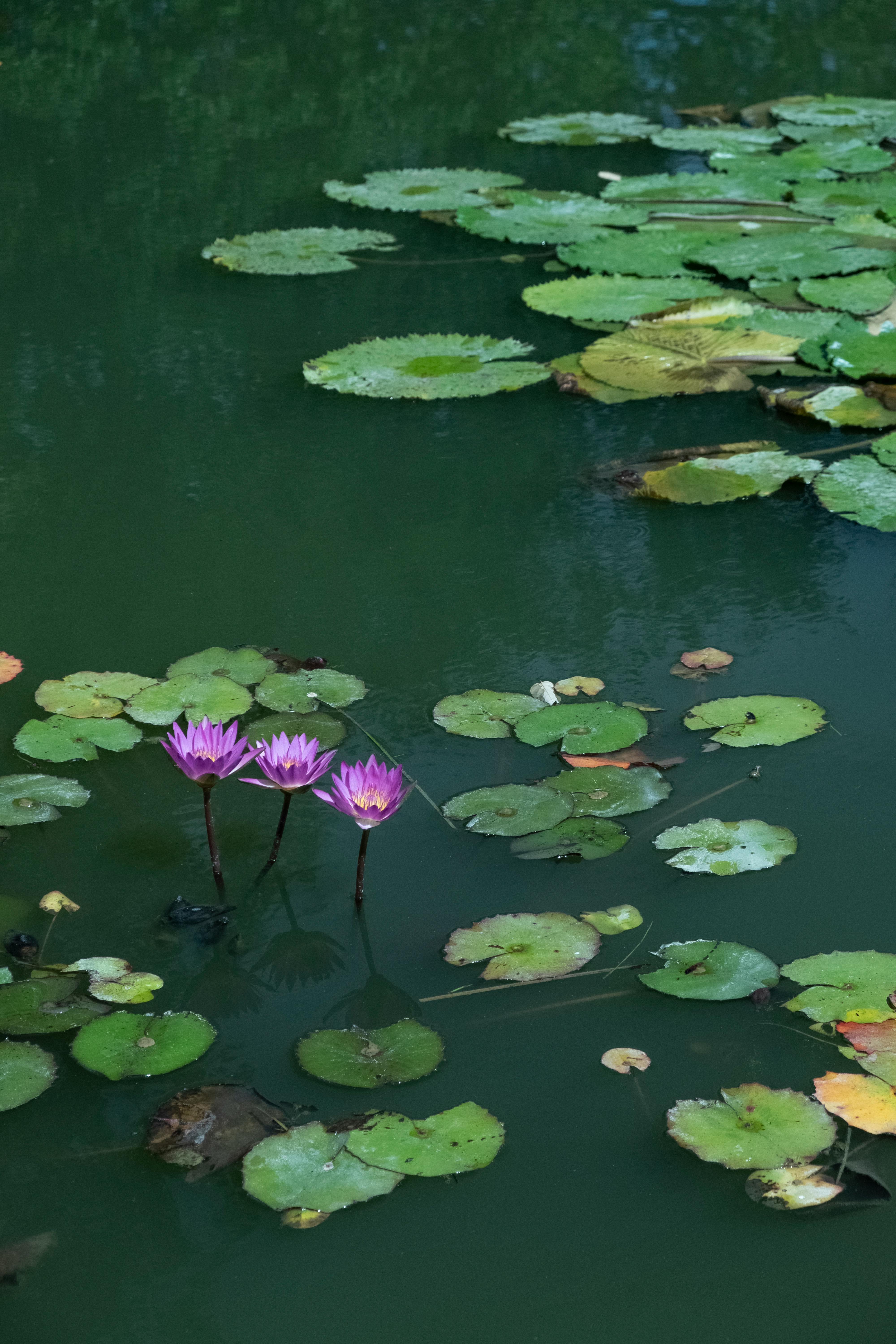 Water Lilies Growing on Lake Surface · Free Stock Photo