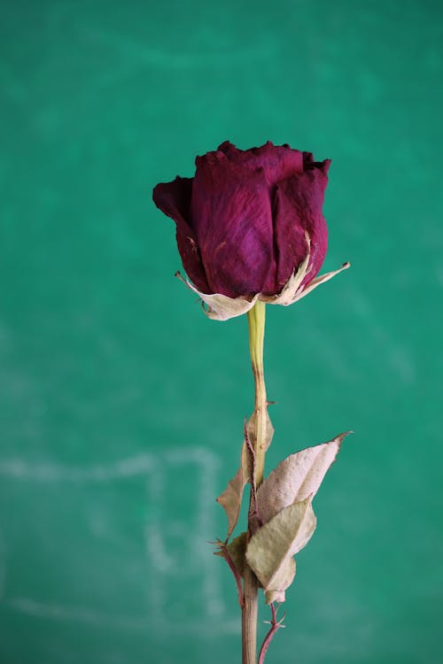 Close-Up Shot of a Rose 