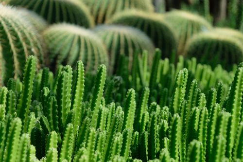 Free Close-up of various green cacti showcasing growth and patterns in a garden setting. Stock Photo