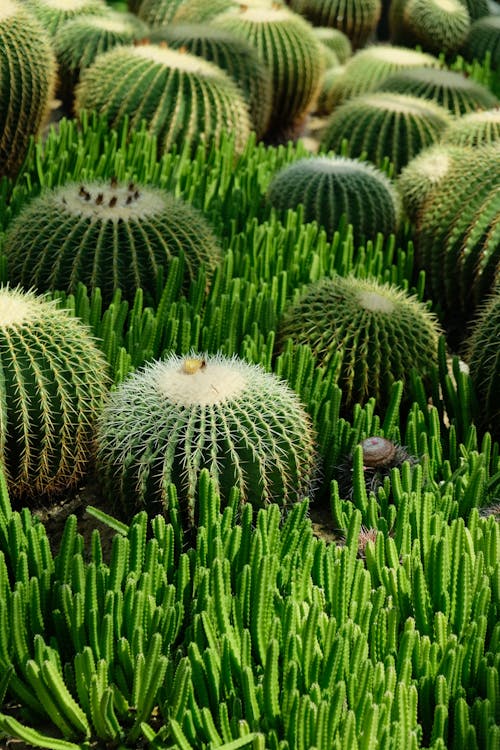 Fotobanka s bezplatnými fotkami na tému kaktusy, príroda, rastliny