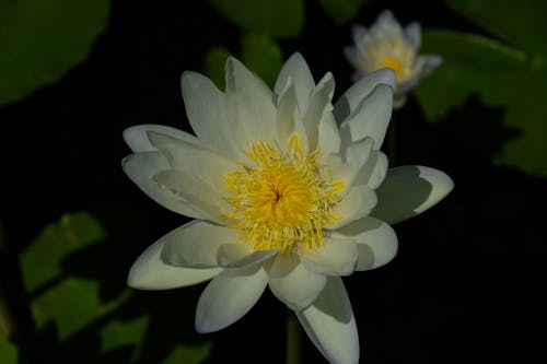 Beautiful White Water Lily Flower in Bloom