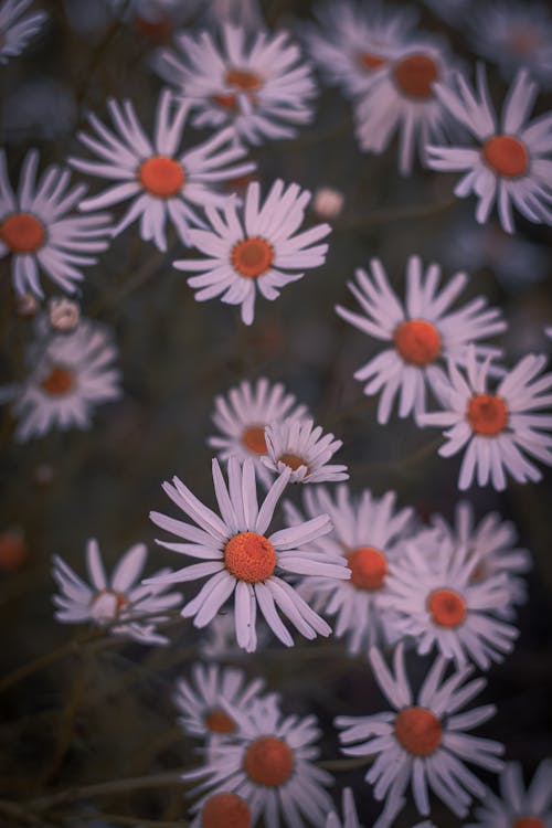 Darmowe zdjęcie z galerii z białe kwiaty, botanika, dziki kwiat