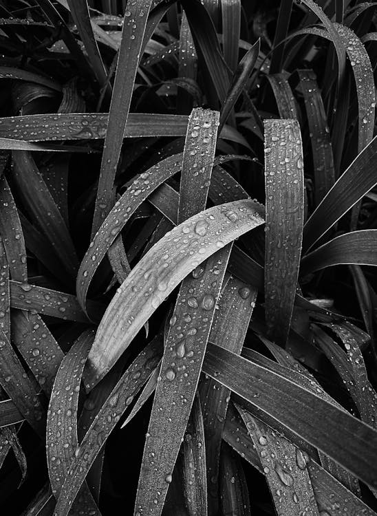 Grayscale Photo of Raindrops on Leaves