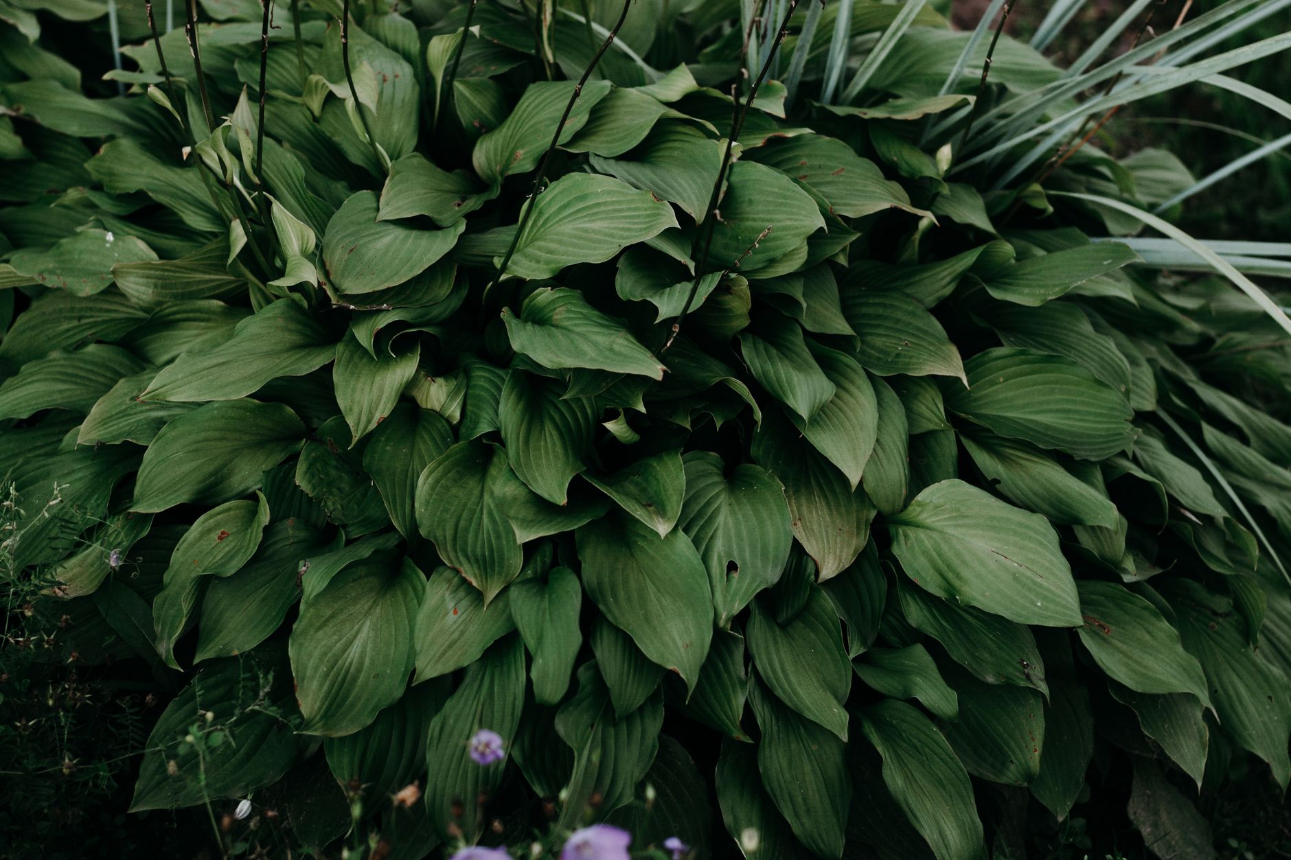 lopsided perennial plant example