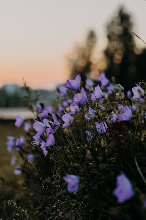 Selective Focus Photo of Purple Petaled Flowers