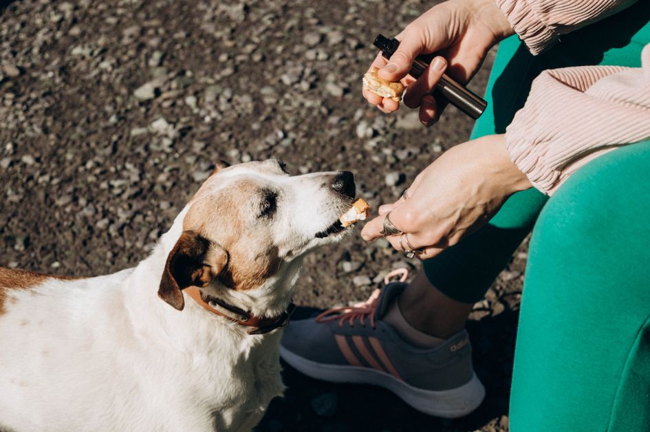 A happy dog sitting with several budget-friendly dog treat bags and biscuits spread on a wooden floor