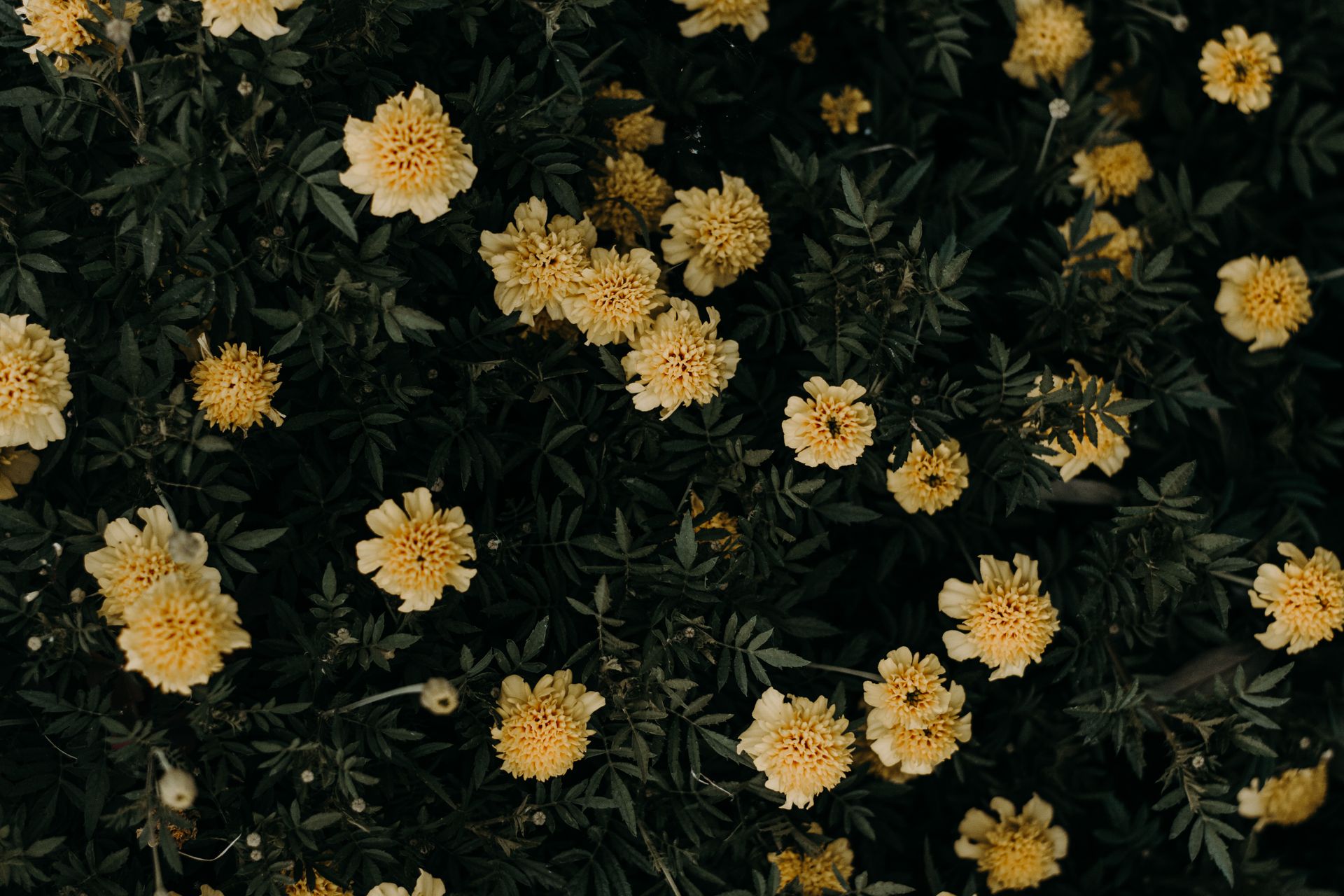 A beautiful display of blooming yellow marigold flowers surrounded by lush green leaves in a garden setting.