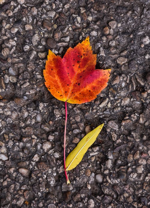 Close-Up Photo of Maple Leaf on the Ground