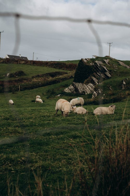 Základová fotografie zdarma na téma hospodářská zvířata, ovce, venkovský