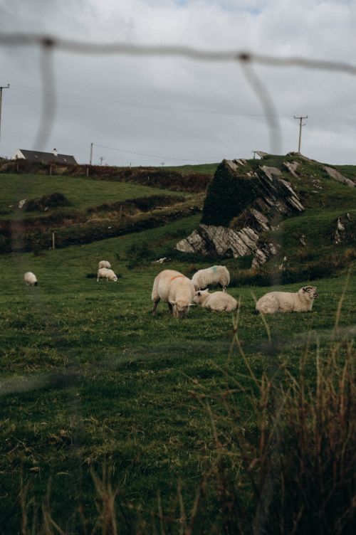 Free Idyllic scene of sheep grazing on a green pasture with rocky hills under a cloudy sky. Stock Photo
