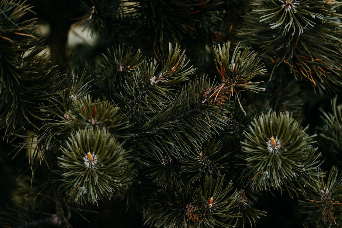 Closeup Photo of Pine Tree
