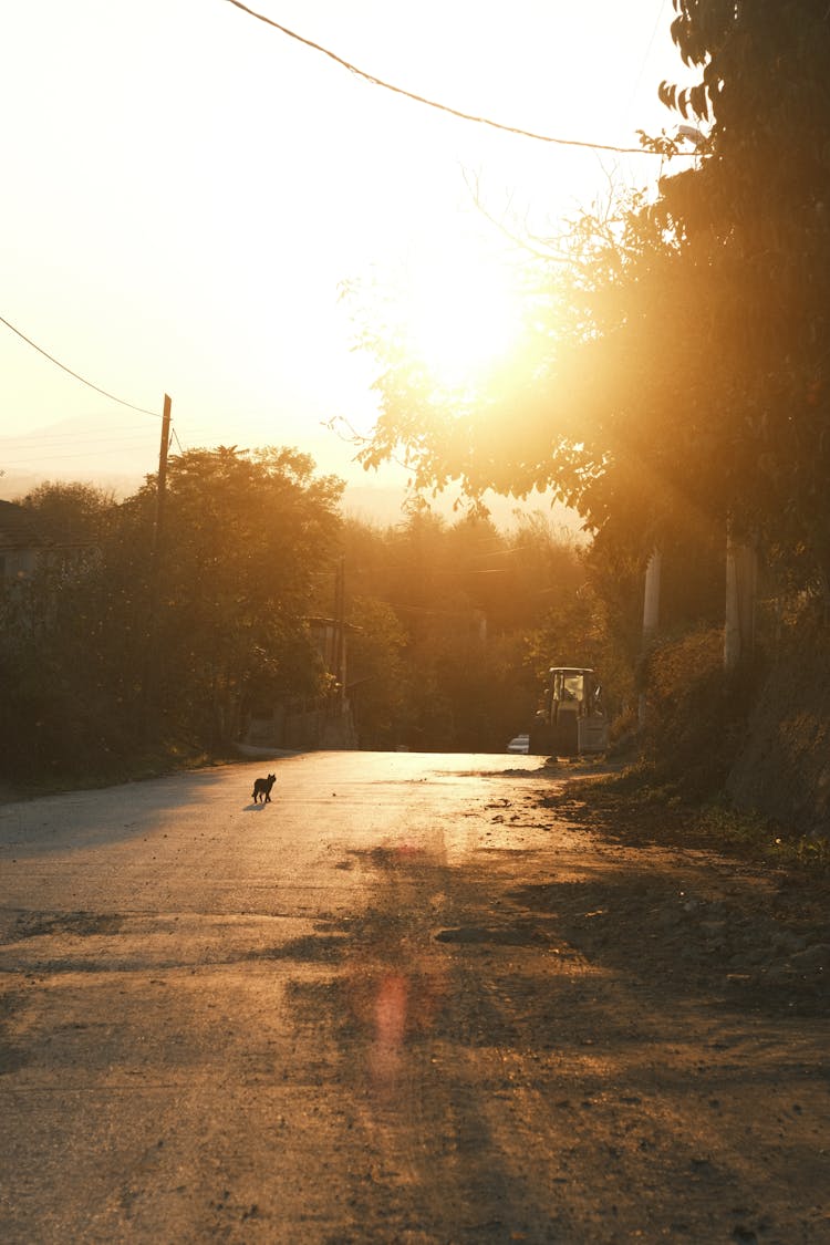 Cat On Road At Sunset