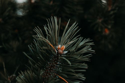 무료 소나무 잎의 얕은 초점 사진 스톡 사진
