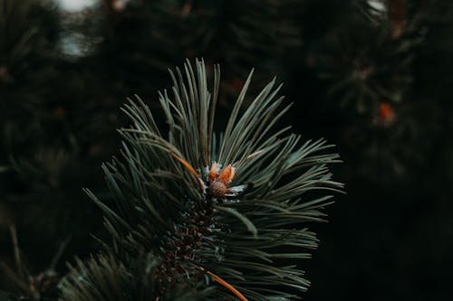 Shallow Focus Photography of Pine Leaves