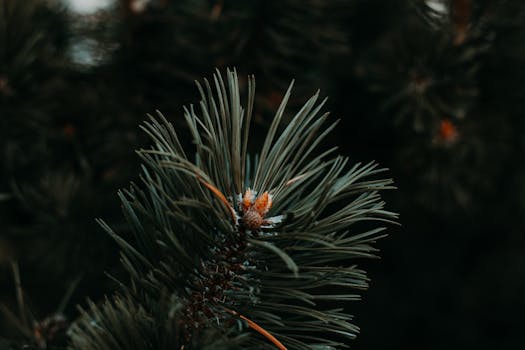 Close-up of pine tree needles with a subtle natural background.