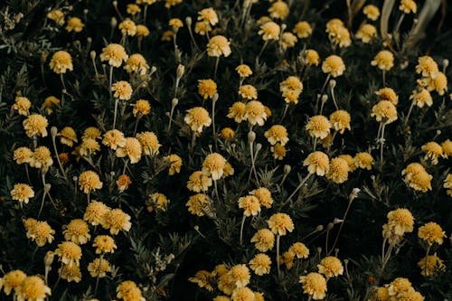 Kostenlos Nahaufnahme Fotografie Der Gelben Blumen Stock-Foto