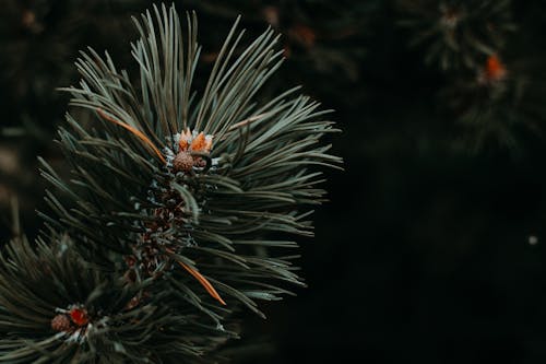 Green Leafed Plant