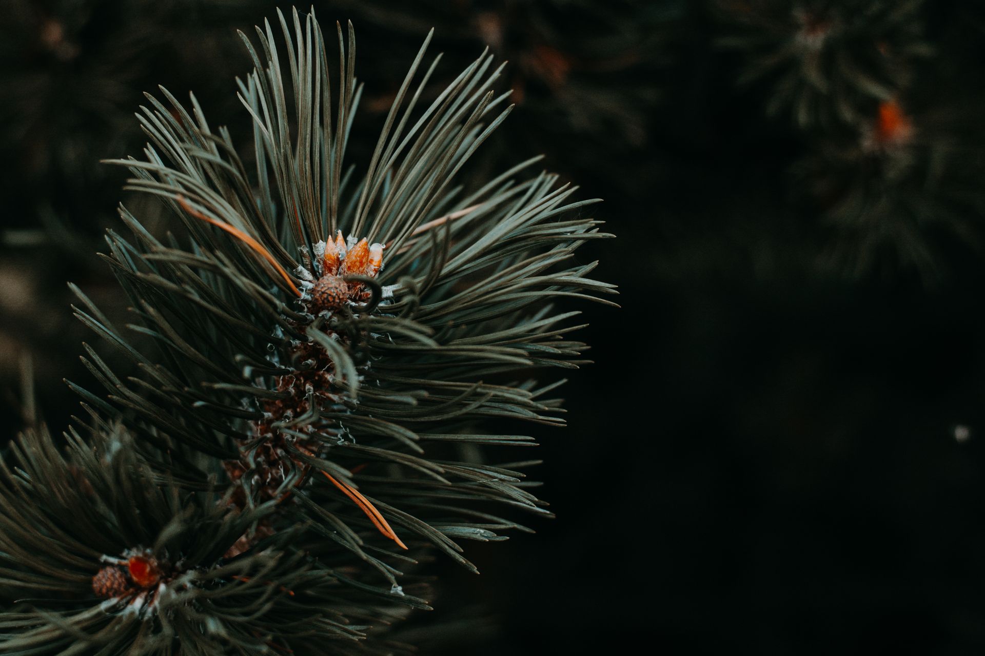 Detailed view of pine tree needles showcasing natural textures and colors.
