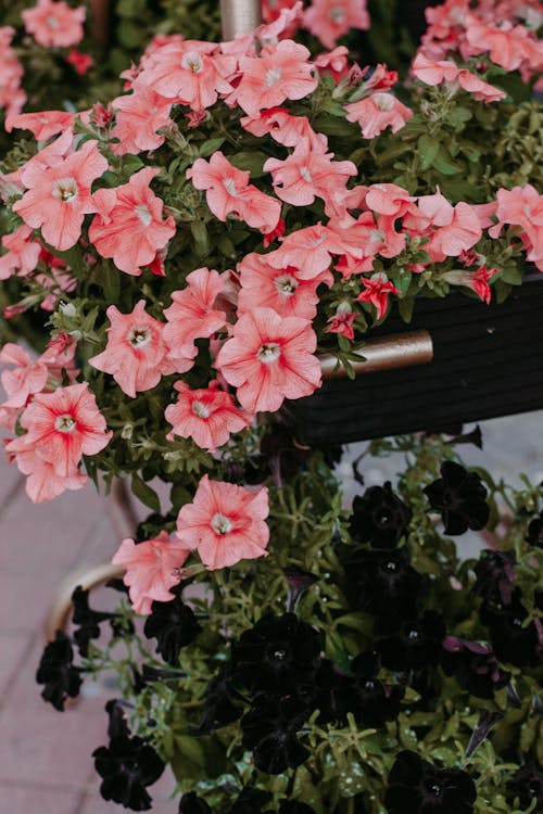 ピンクのペチュニアの花のクローズアップ写真