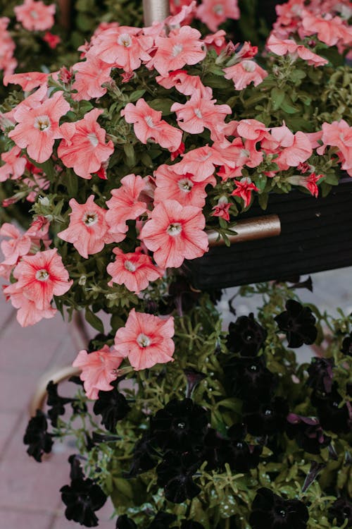 Photo En Gros Plan De Fleurs De Pétunia Rose