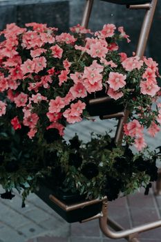 时尚花盆里，粉红色的牵牛花正充满活力地美丽绽放