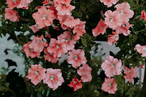 Close Up Zdjęcie Różowych Kwiatów Petunii