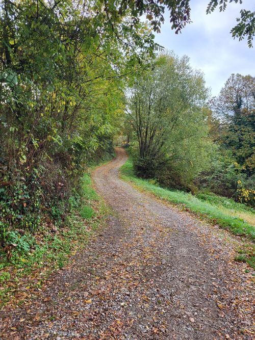 Free A peaceful dirt road winding through the lush forests of Bednja, Croatia. Stock Photo