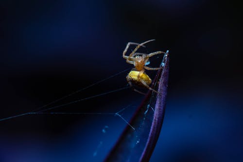 Gratuit Photos gratuites de arachnide, araignée, arthropode Photos