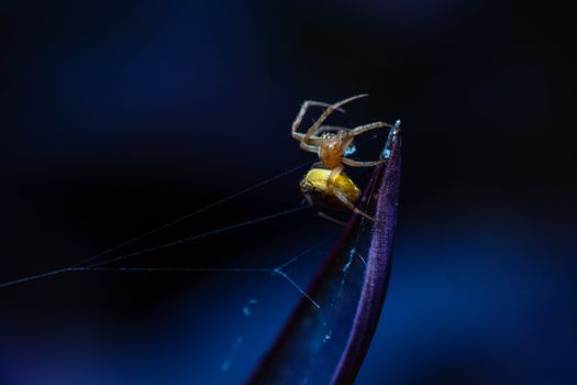 Close-up view of a spider on its web photographed in Jakarta, Indonesia.