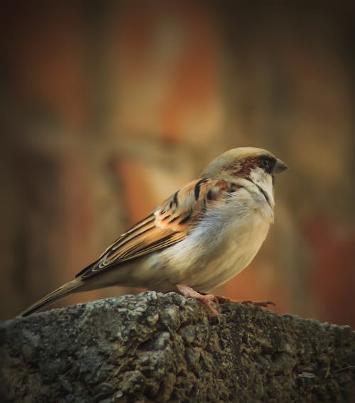 Close-Up shot of a Sparrow 