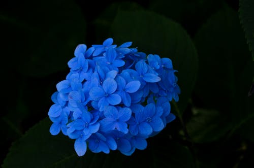 Darmowe zdjęcie z galerii z flora, fotografia kwiatowa, hortensja