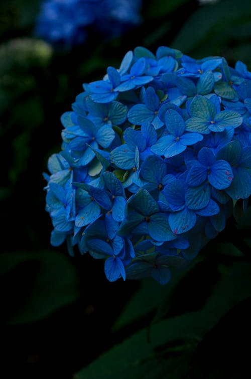 Kostnadsfri bild av blå blommor, blommande växt, blommor