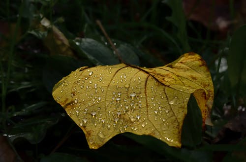 Feuille sous la rosée