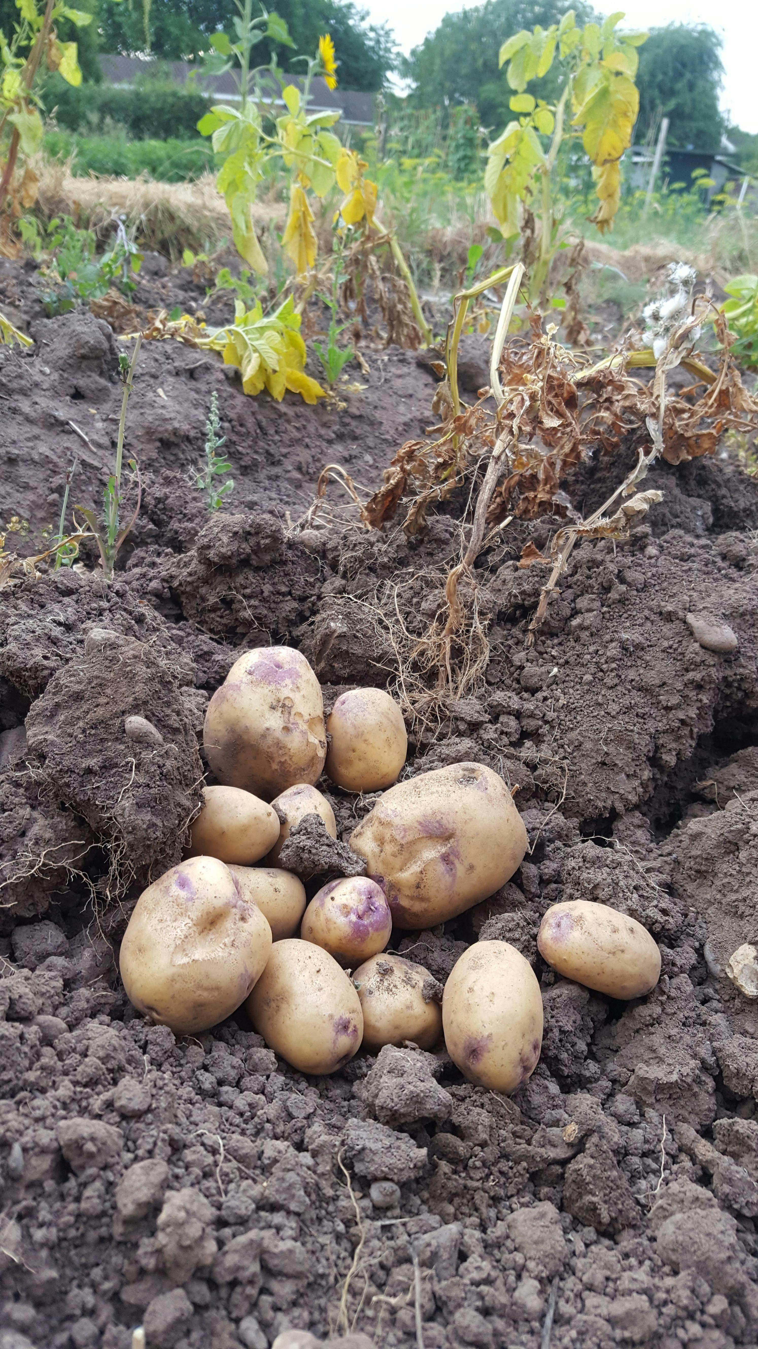 Free stock photo of allotment, fresh potatoes, freshly dug out potatoes