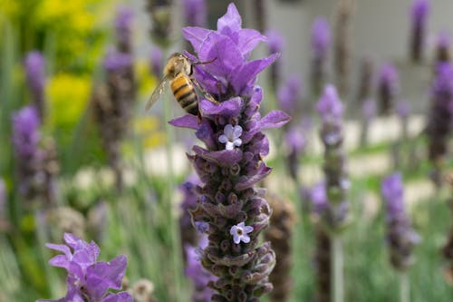 Kostnadsfri bild av bi, lavendel, makro