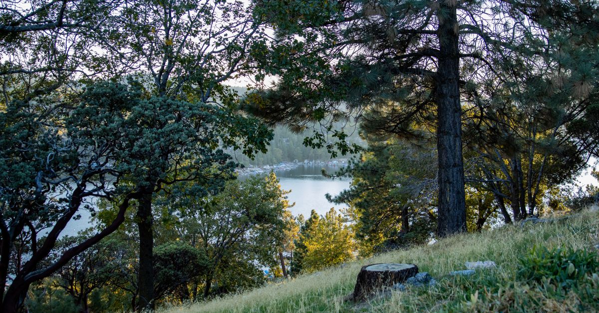 Peaceful forest scene overlooking Lake Arrowhead in California, capturing the essence of nature's tranquility.